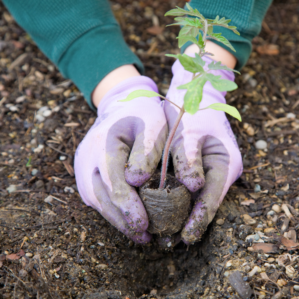 Cultivate Your Green Oasis: A Guide to Organic Gardening with MojoPanda